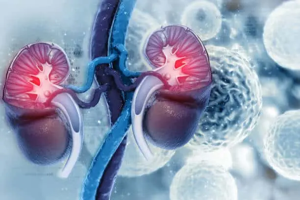 The image showcases the kidneys, essential organs of the urinary system. Explore the finest urology treatment in Kota.